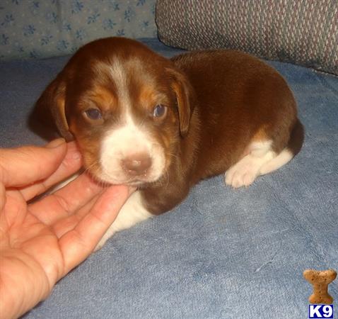 beagle puppy posted by Grannys Treasures